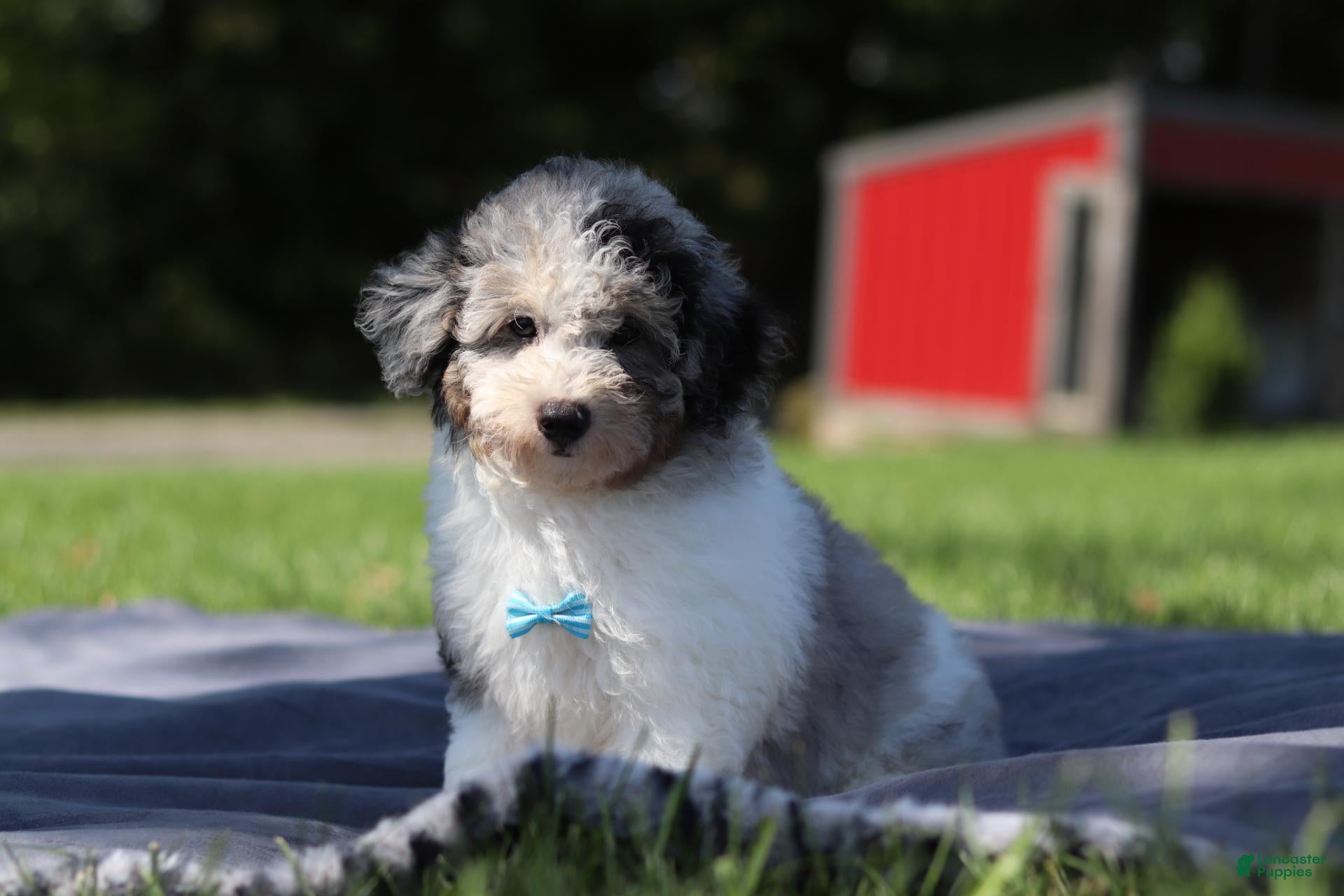Miniature Poodle dogs Bandit (AKC) - Ad 1