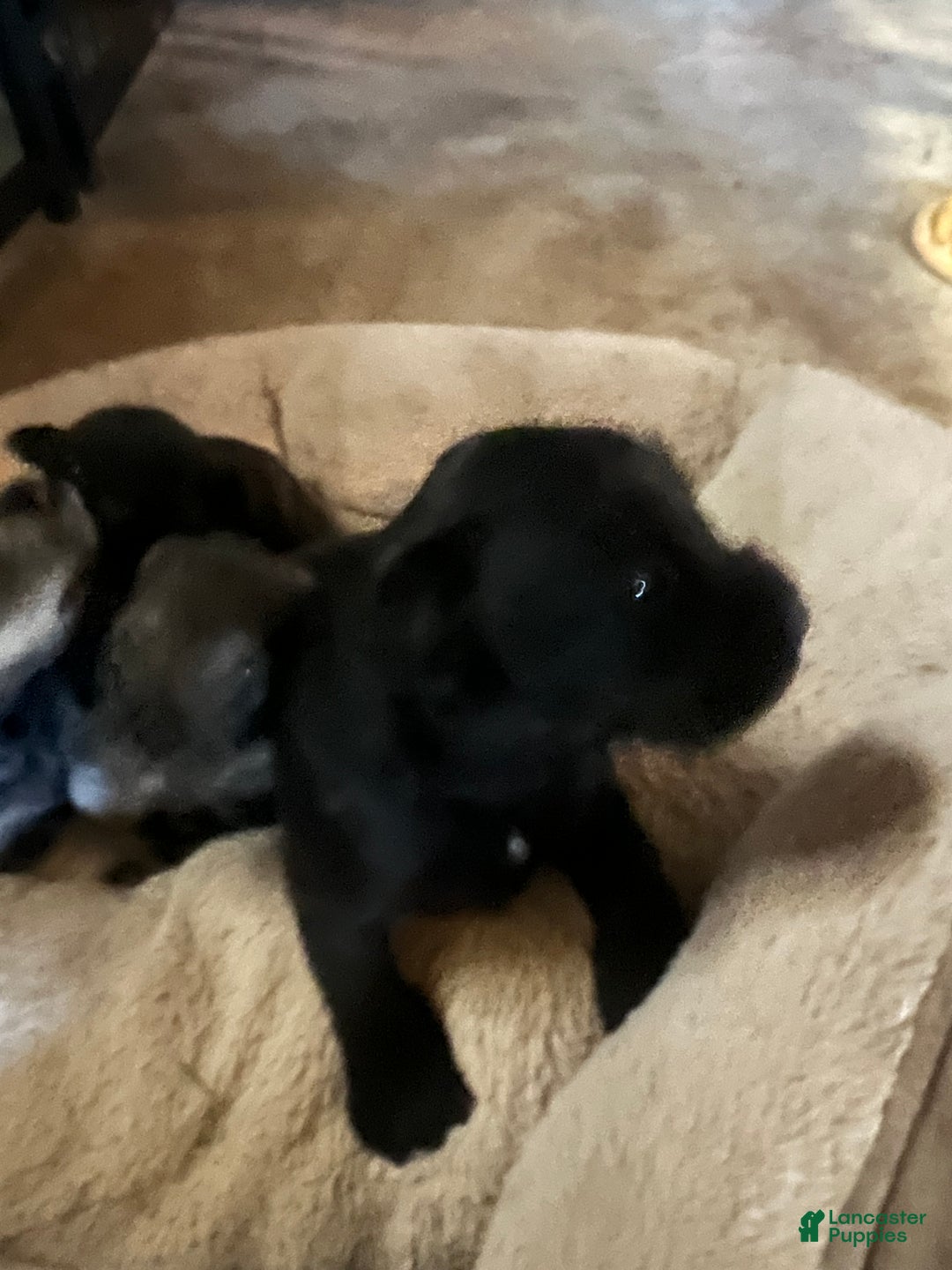 Miniature Schnauzer dogs for sale: Margo  - Ad 16