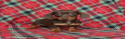 Miniature Dachshund dogs for sale: Ivy - Ad 2