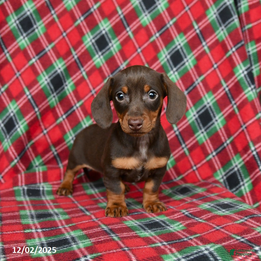 Miniature Dachshund dogs for sale: Ivy - Ad 2