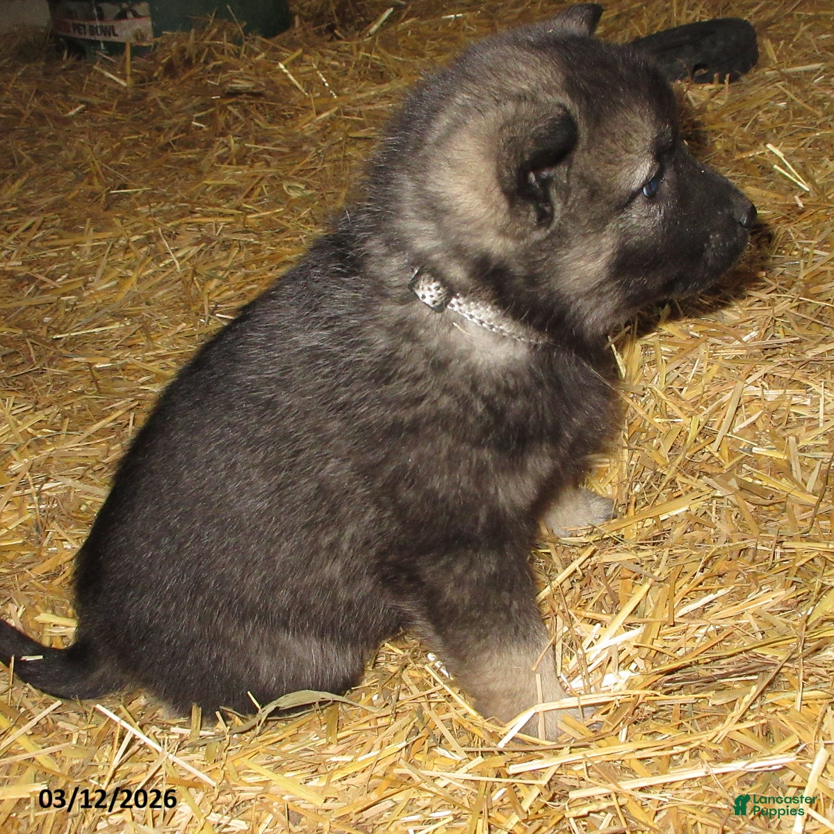 Norwegian Elkhound dogs Colby - Ad 2