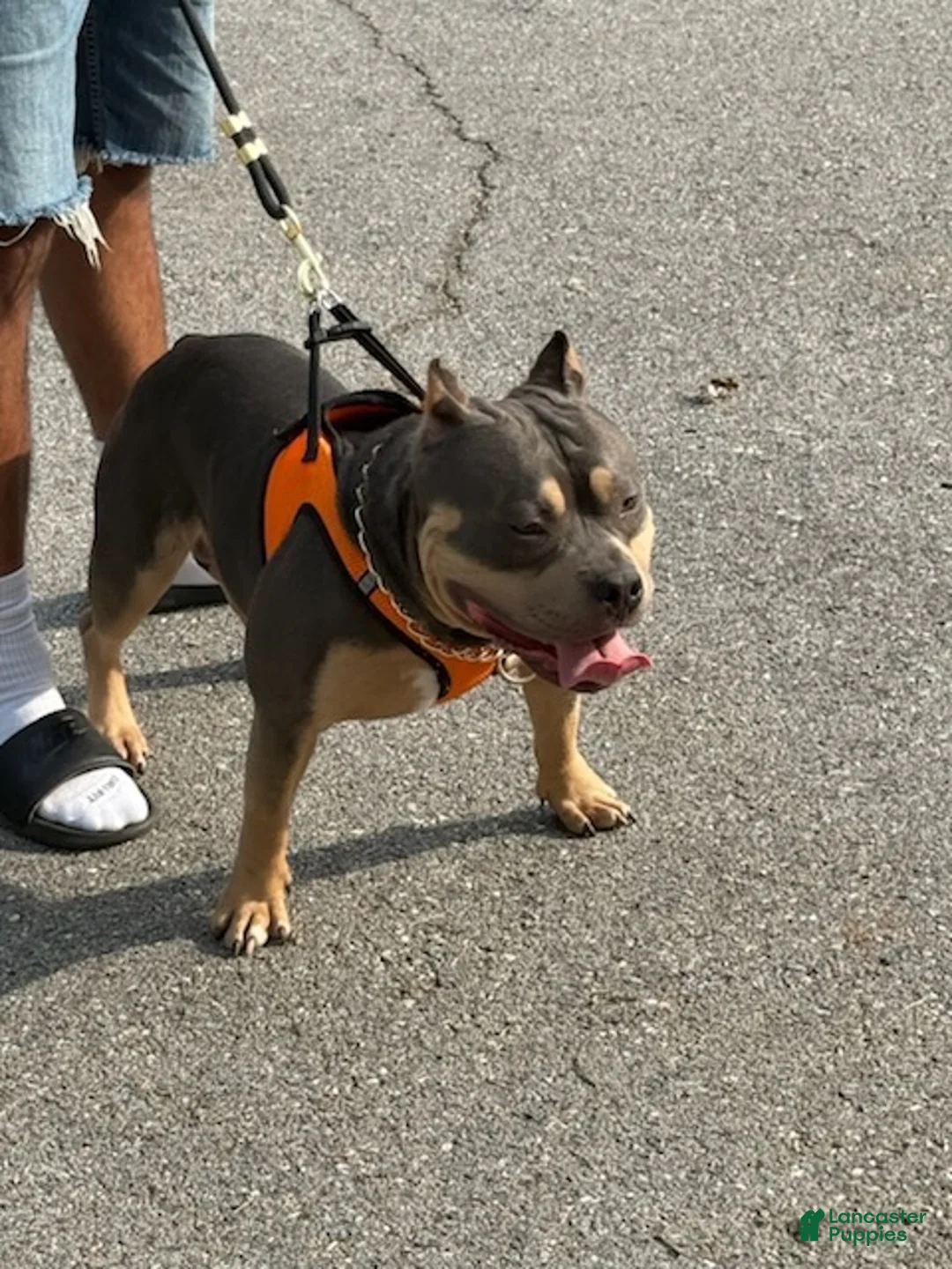American Bully dogs for stud: Mercury of C4 Bullies - Ad 4