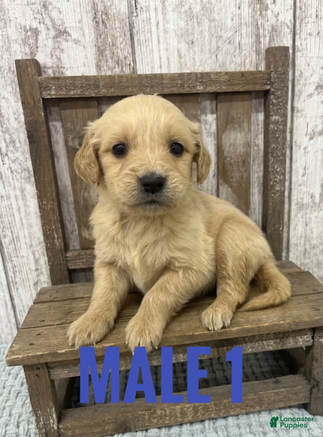 Golden Retriever dogs for sale: Golden Retriever Puppy 1 - Ad 1