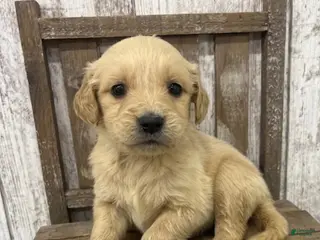 Golden Retriever dogs Golden Retriever Puppy 1 - Ad 25