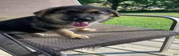 German Shepherd dogs for sale: Sadie - Ad 3