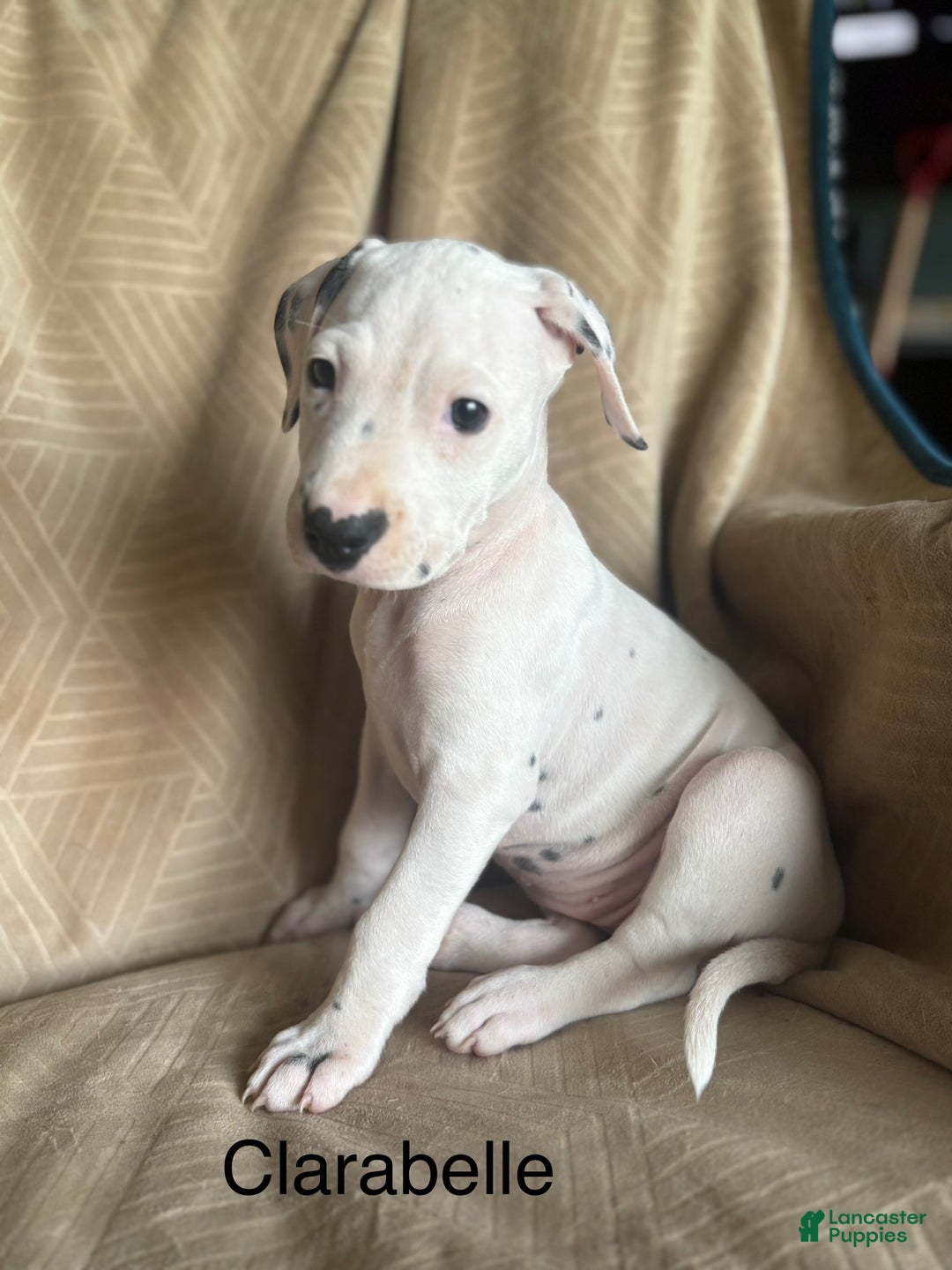 Mixed Breed dogs for sale: Samuel - Ad 23