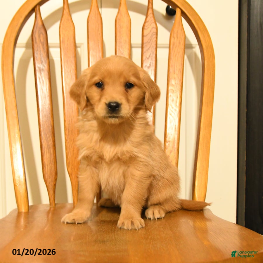 Golden Retriever dogs Beauty - Ad 21