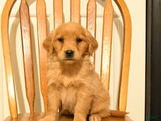 Golden Retriever dogs Beauty - Ad 27