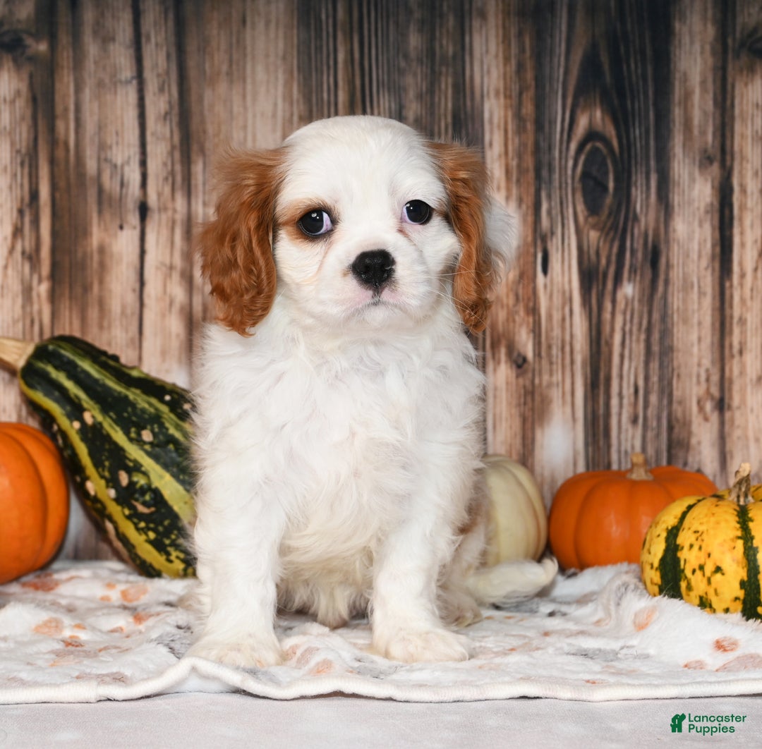 Cavalier King Charles Spaniel dogs for sale: Gizmo  - Ad 3