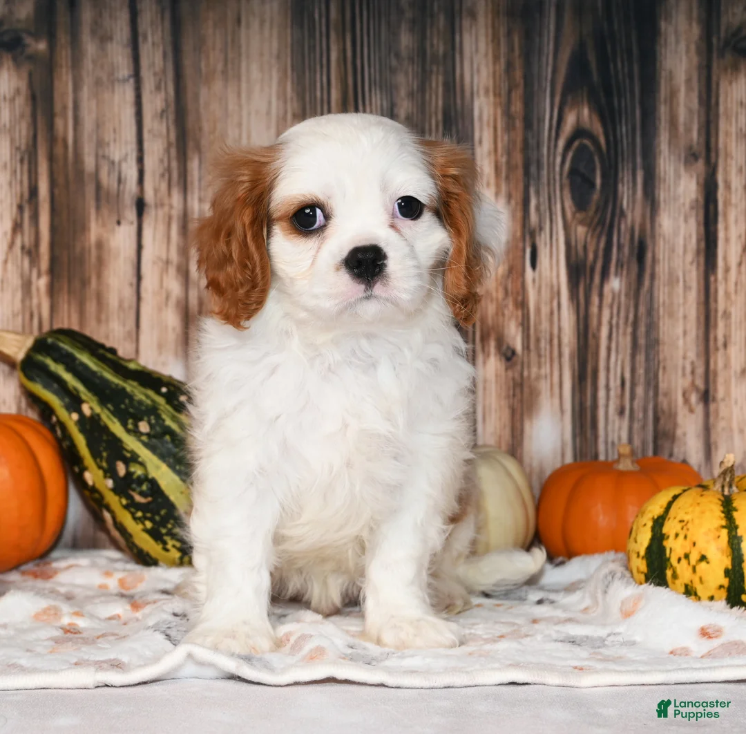 Cavalier King Charles Spaniel dogs for sale: Gizmo  - Ad 3