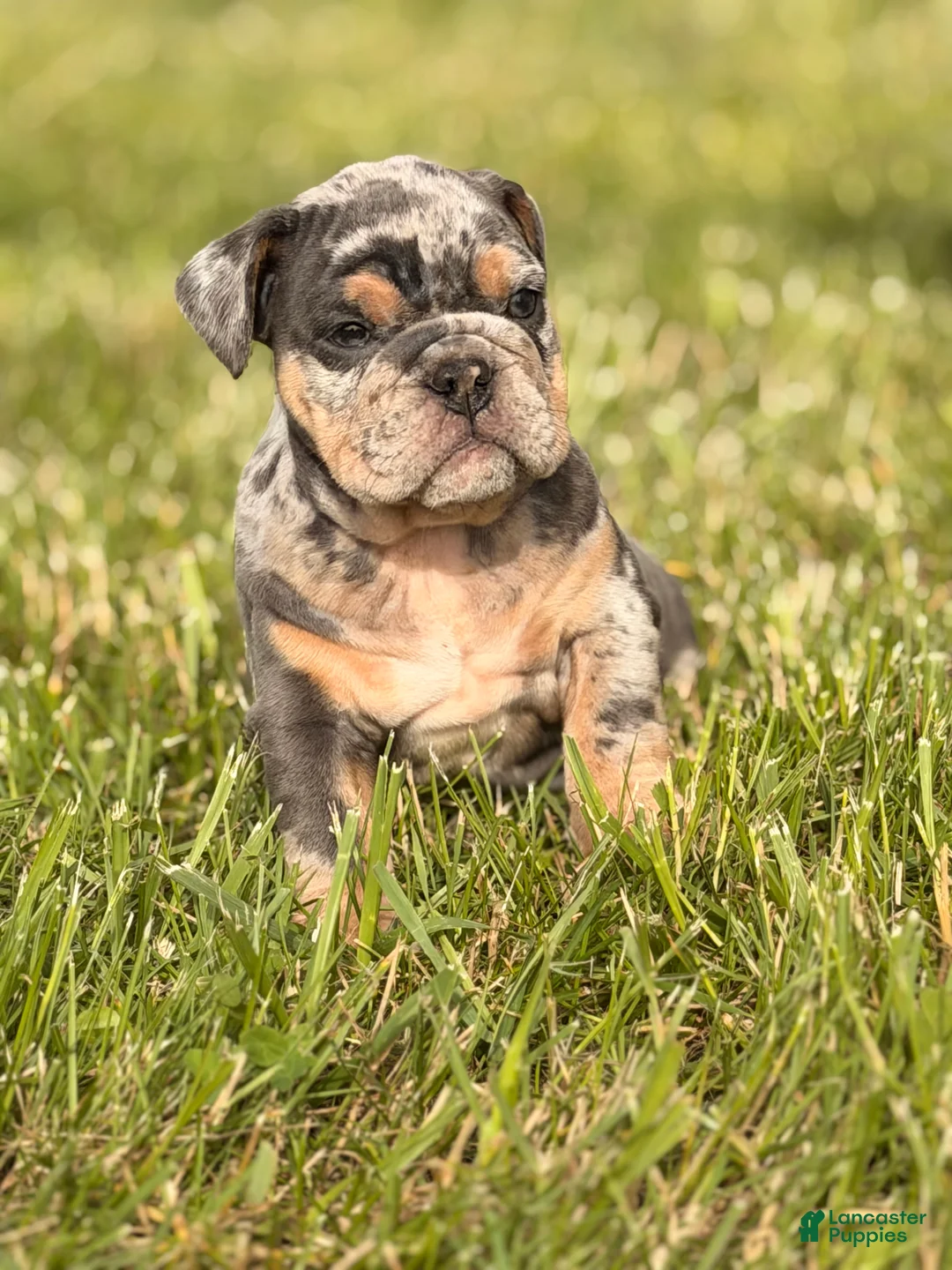English Bulldog dogs for sale: English Bulldog Puppy 2 - Ad 2