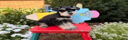 Miniature Schnauzer dogs for sale: Madeline - Ad 2