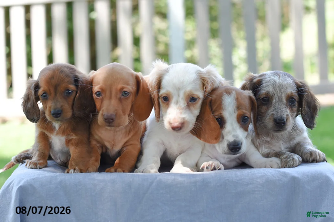 Miniature Dachshund dogs for sale: Trudy - Ad 5