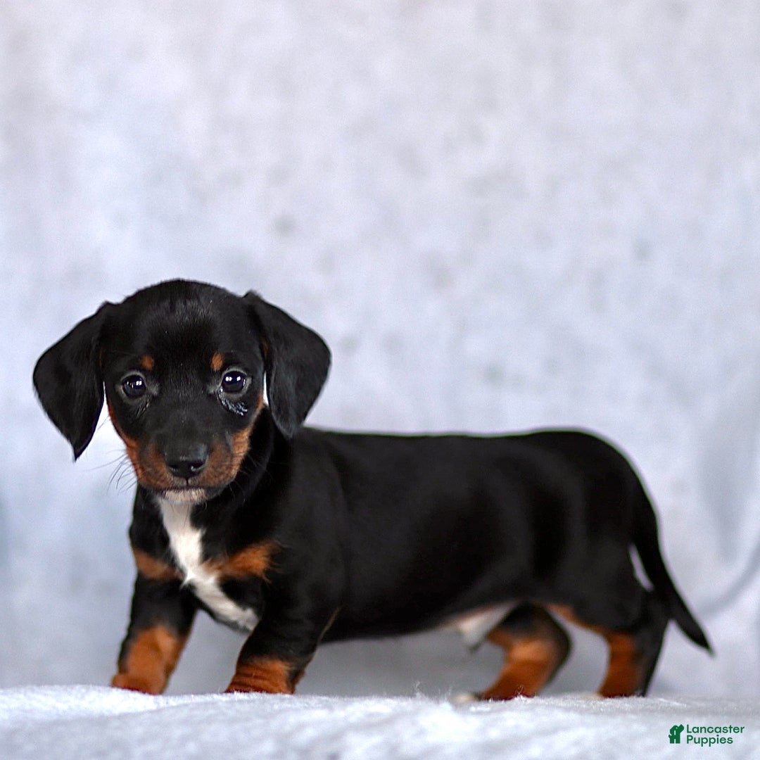 Dachshund dogs for sale: Kyle - Ad 3