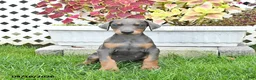 Doberman Pinscher dogs for sale: Pearl - Ad 2