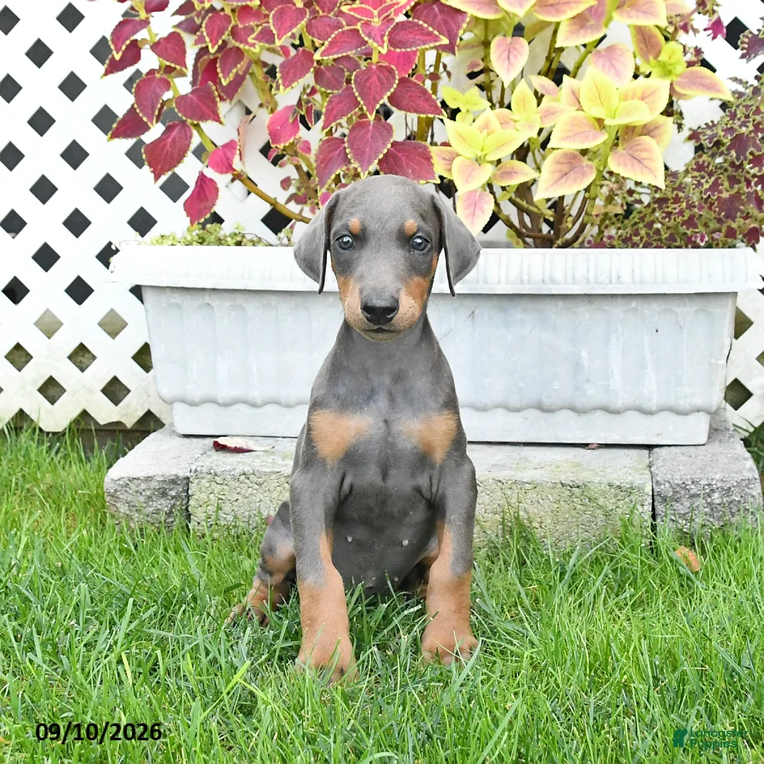 Doberman Pinscher dogs for sale: Pearl - Ad 2