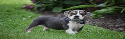 Beabull dogs for sale: Everett - Ad 5