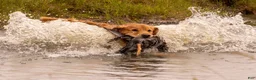 Golden Retriever dogs for sale: Golden Retriever 6 - Ad 8