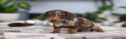 Miniature Dachshund dogs for sale: Rudolph - Ad 3