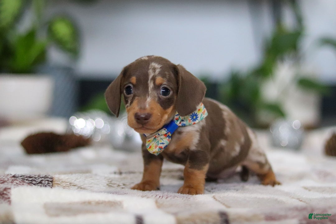 Miniature Dachshund dogs for sale: Rudolph - Ad 3