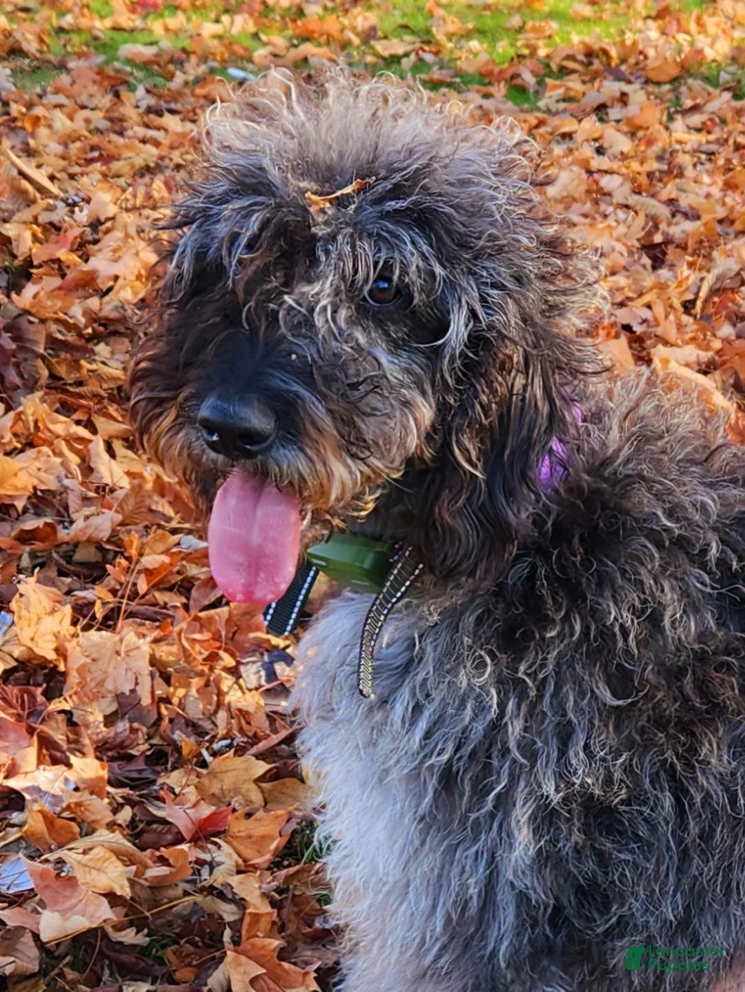 Labradoodle dogs for sale: Smokey - Ad 2