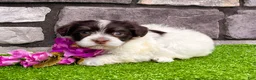 Havanese dogs for sale: Carmen - Ad 5
