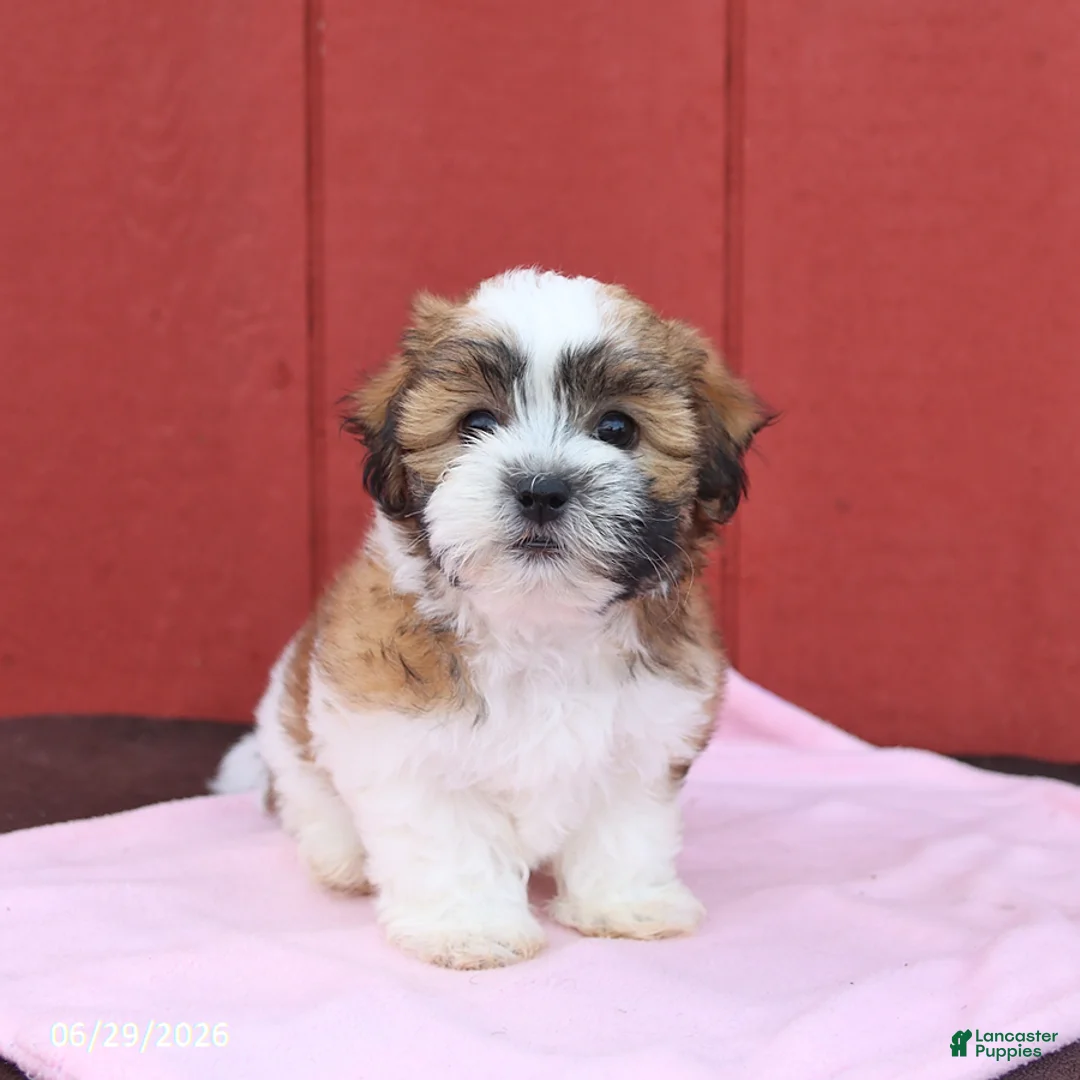 Malshi dogs for sale: Sugar - Ad 1