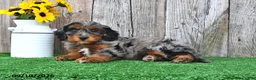 Mini Aussiedoodle dogs for sale: Joy - Ad 4
