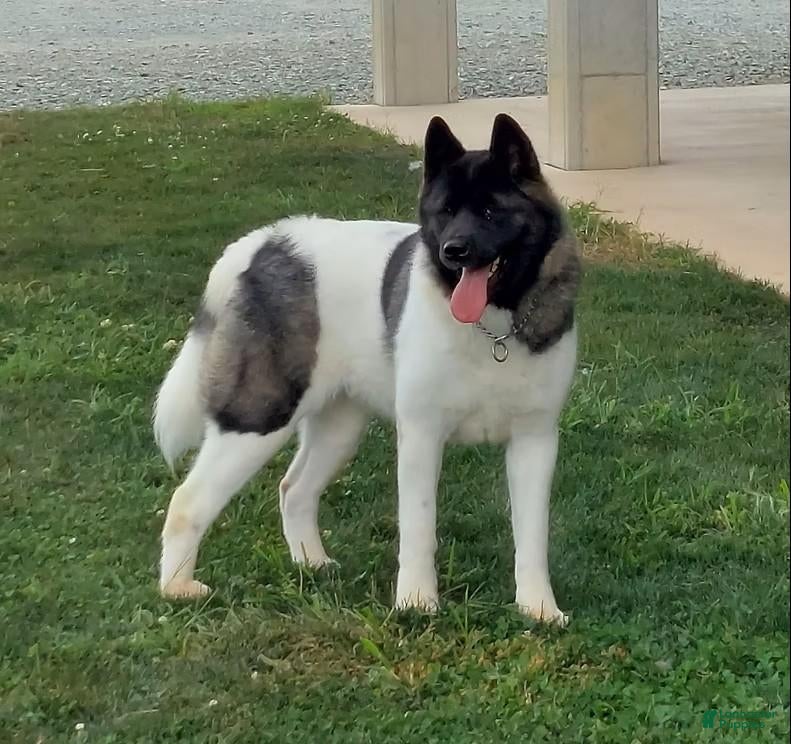 Akita dogs for sale: Akita 1 - Ad 2