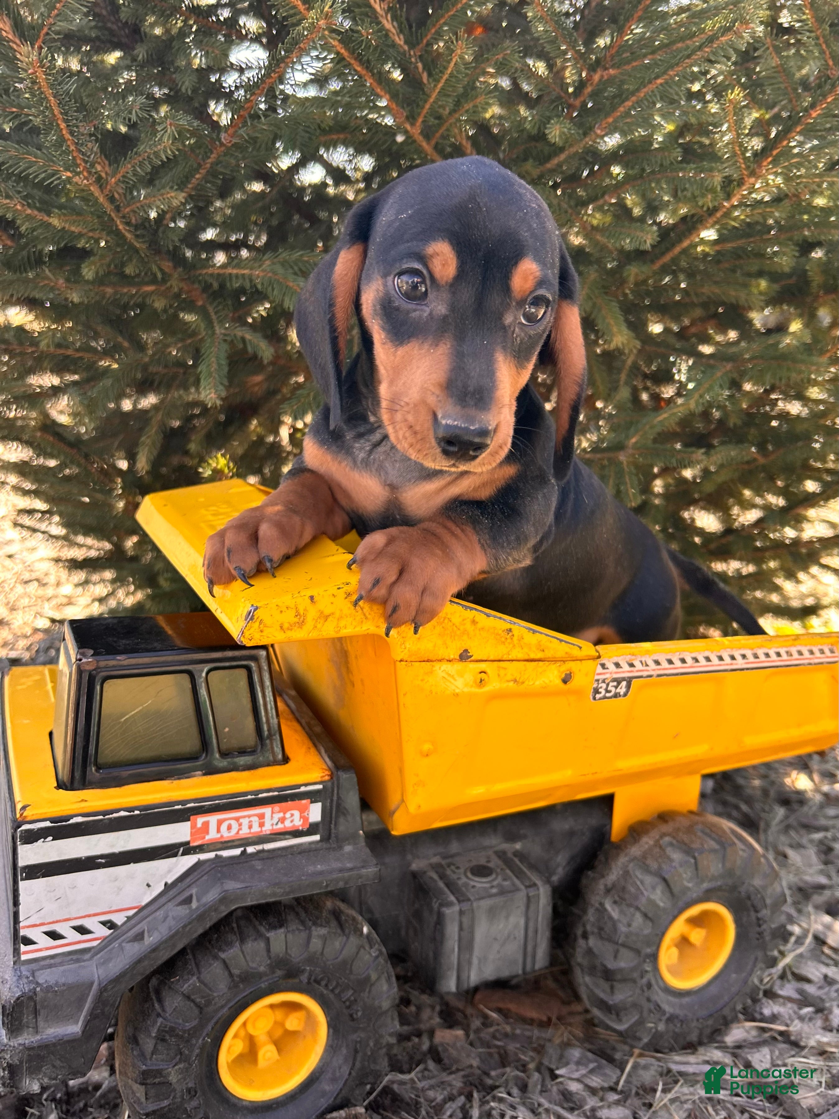 Miniature Dachshund dogs Chuck - Ad 2