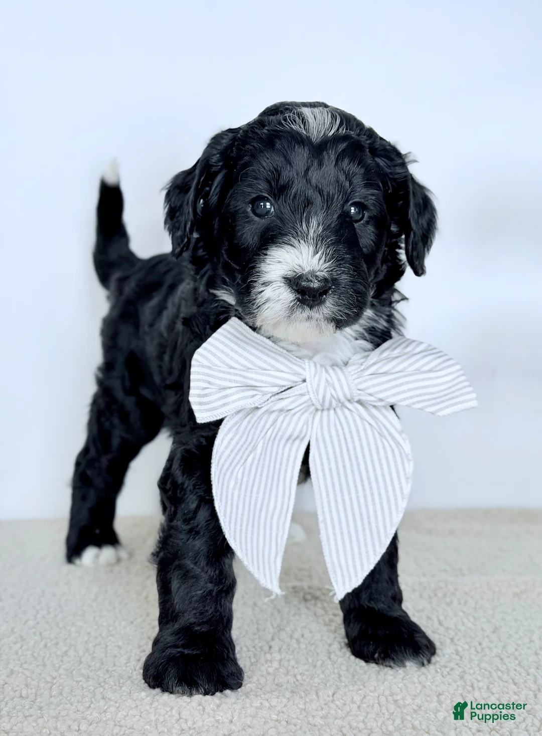 Bernedoodle dogs for sale: Promise  - Ad 1