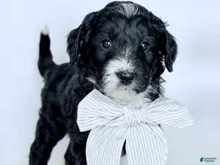 Bernedoodle dogs Promise - Ad 11