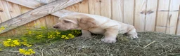Labrador Retriever dogs for sale: Ginger - Ad 2