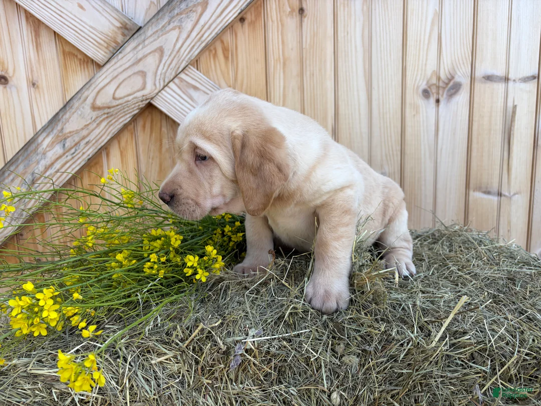 Labrador Retriever dogs for sale: Ginger - Ad 2