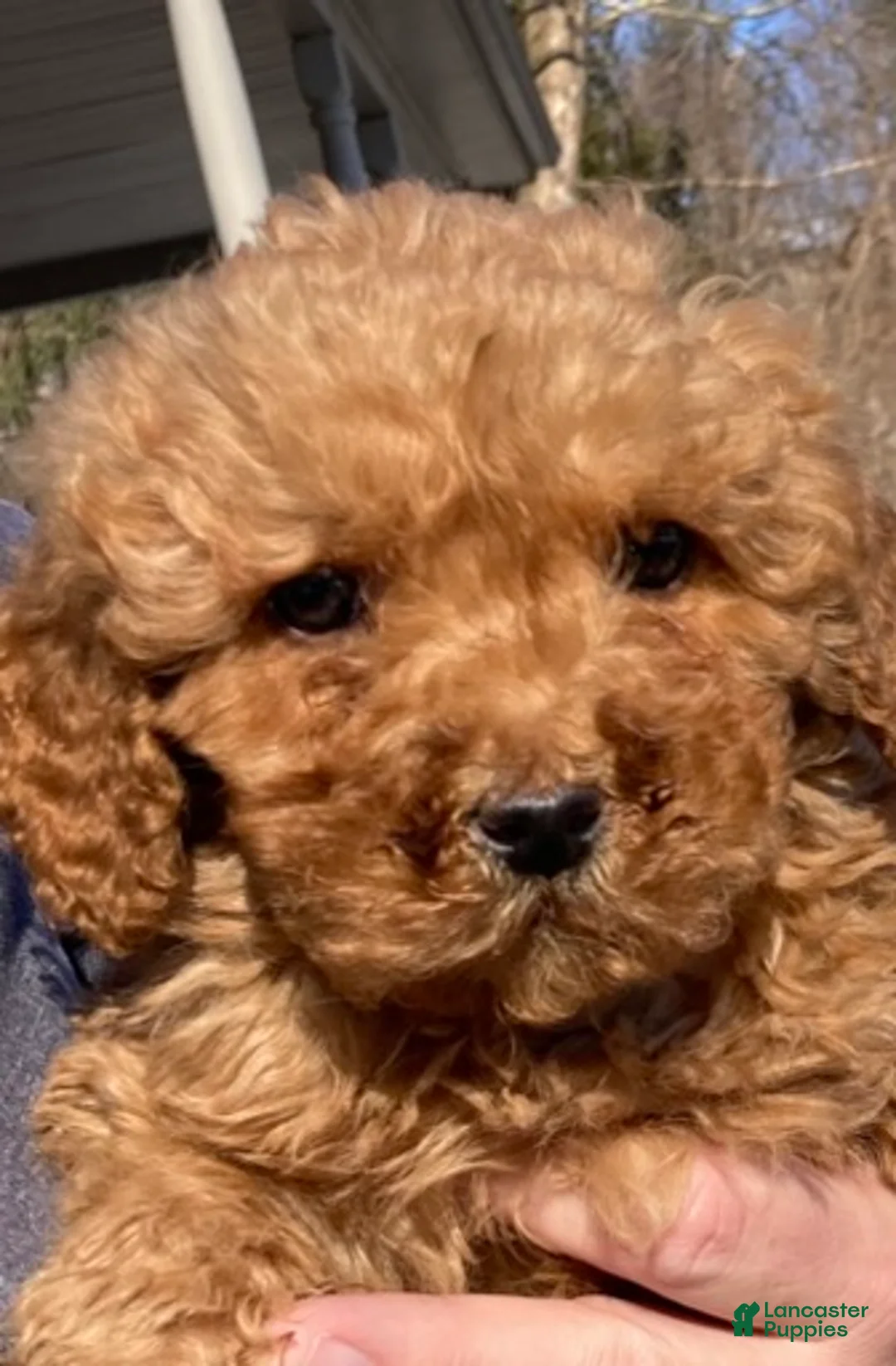 Labradoodle dogs for sale: Puppy - Ad 9
