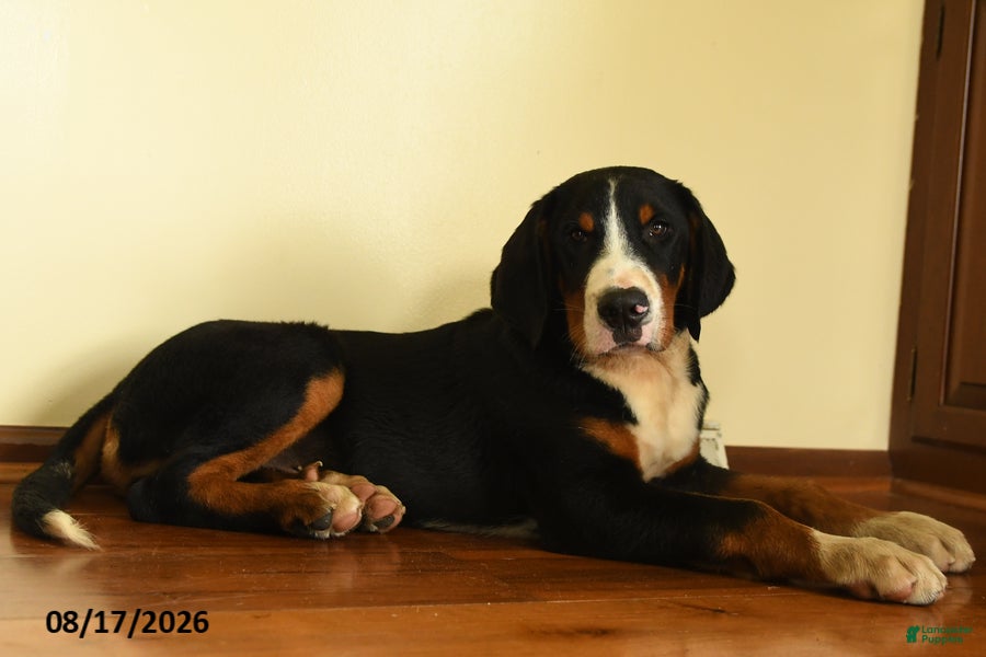 Greater Swiss Mountain Dog dogs Hartman - Ad 2