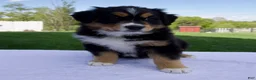 Australian Shepherd dogs for sale: Peanut - Ad 1