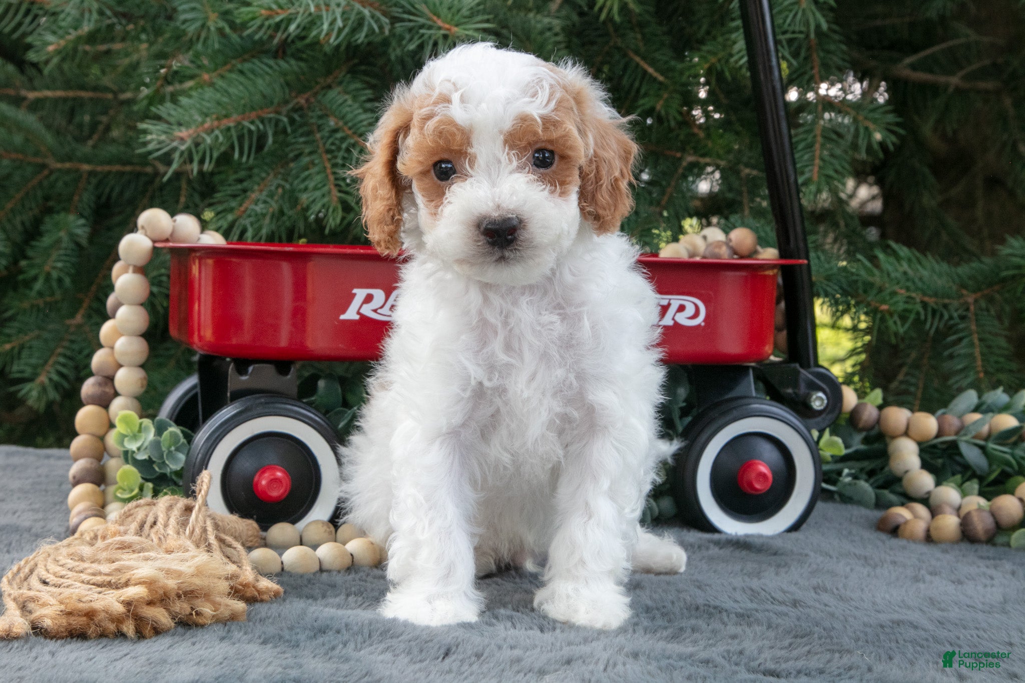 Mini Goldendoodle dogs for sale: Roger - Ad 1