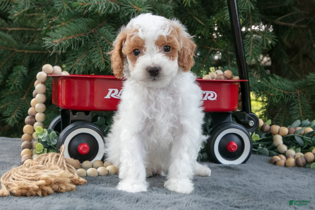 Mini Goldendoodle dogs for sale: Roger - Ad 1