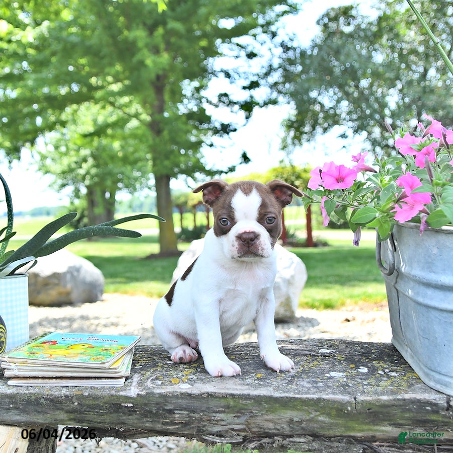 Boston Terrier dogs Kelly - Ad 1