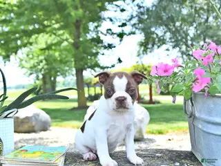 Boston Terrier dogs for sale: Kelly - Ad 3