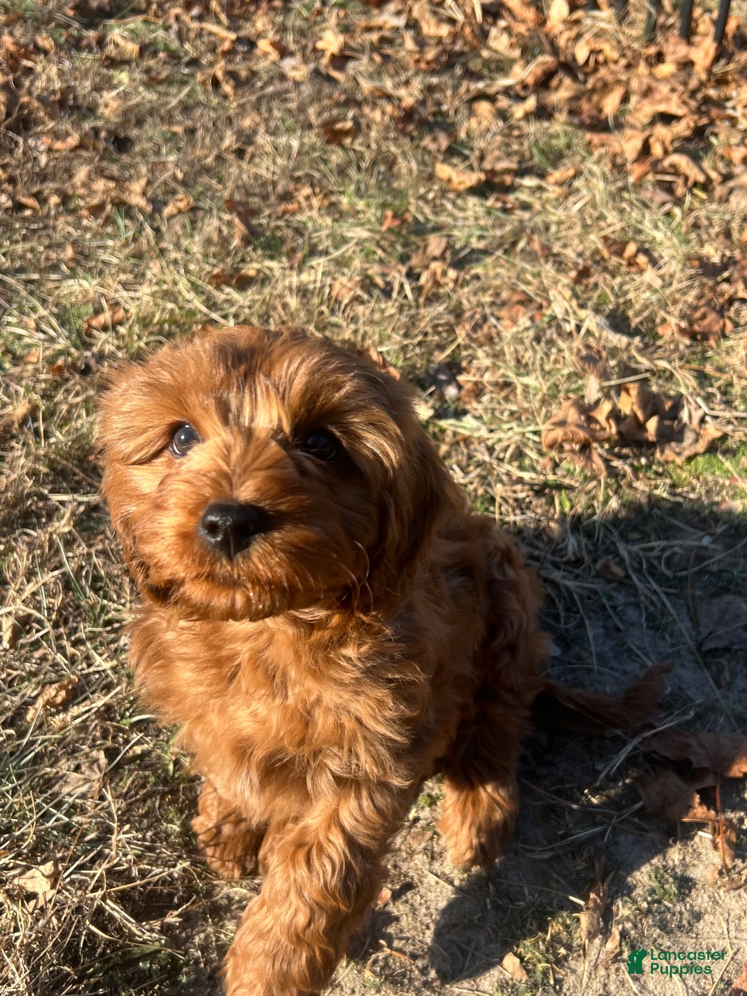 Cavapoo dogs for sale: Tulip - still available  - Ad 4