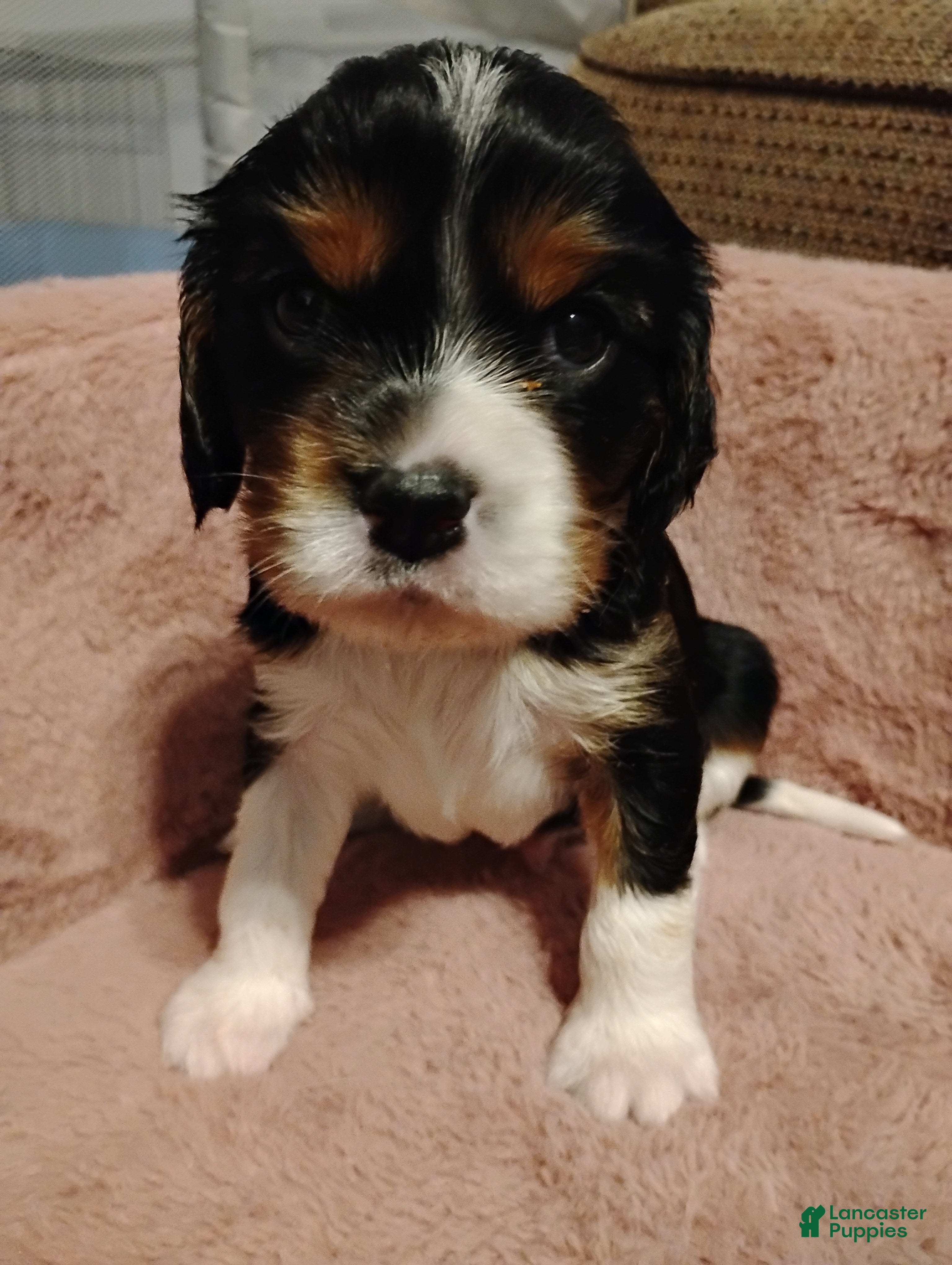 Cavalier King Charles Spaniel dogs Jax - Ad 6