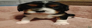 Jax