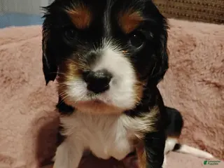 Cavalier King Charles Spaniel dogs Jax - Ad 30