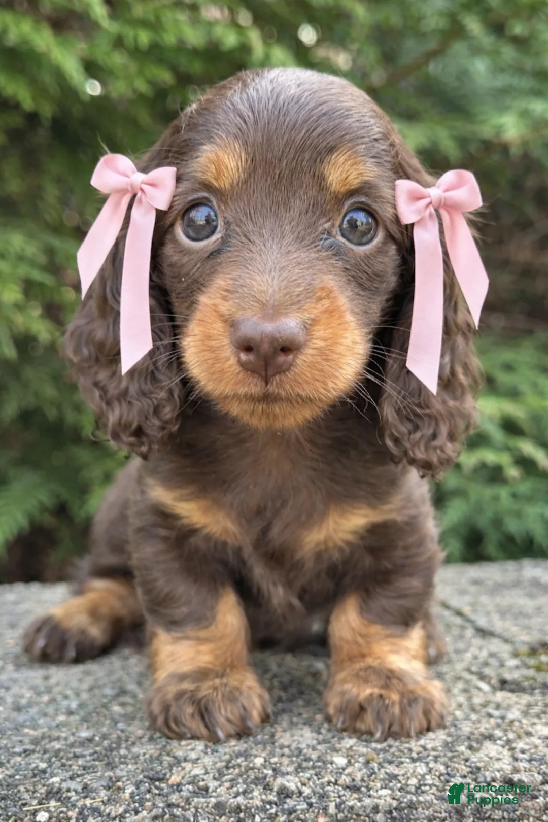 Miniature Dachshund dogs for sale: Hazel - Ad 2