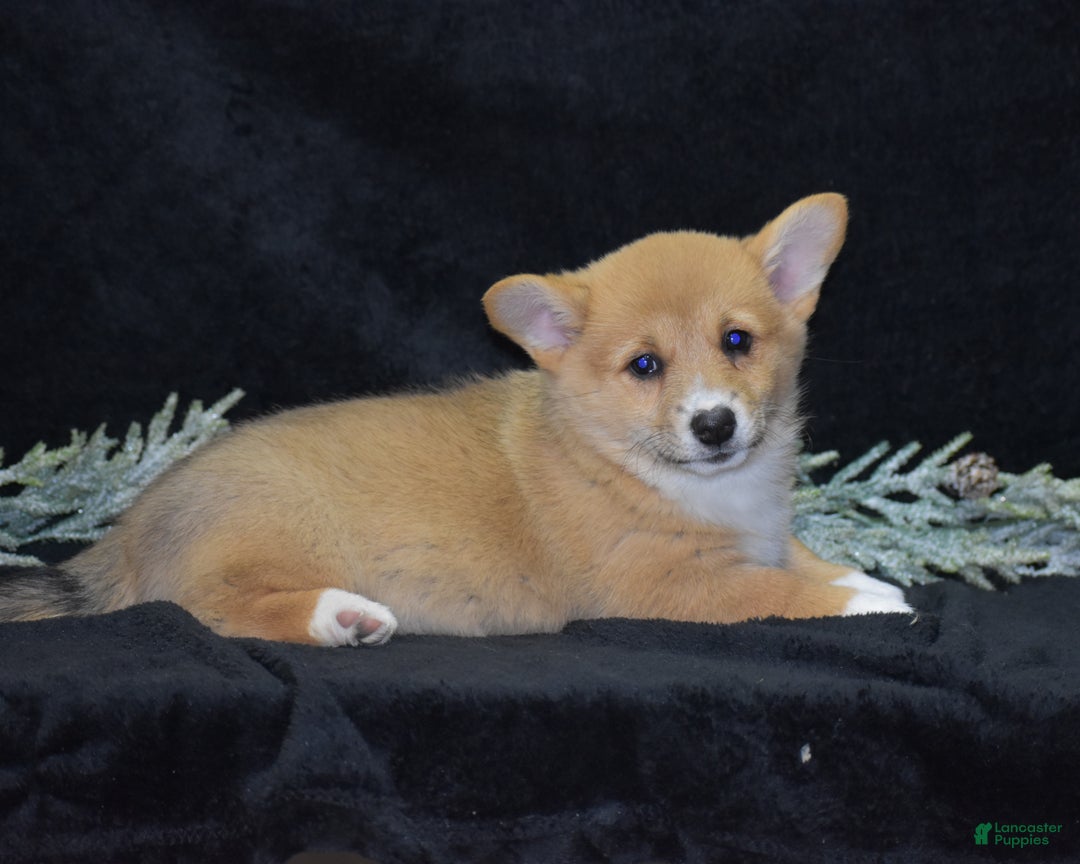 Welsh Corgi Pembroke dogs for sale: Mia - Ad 6