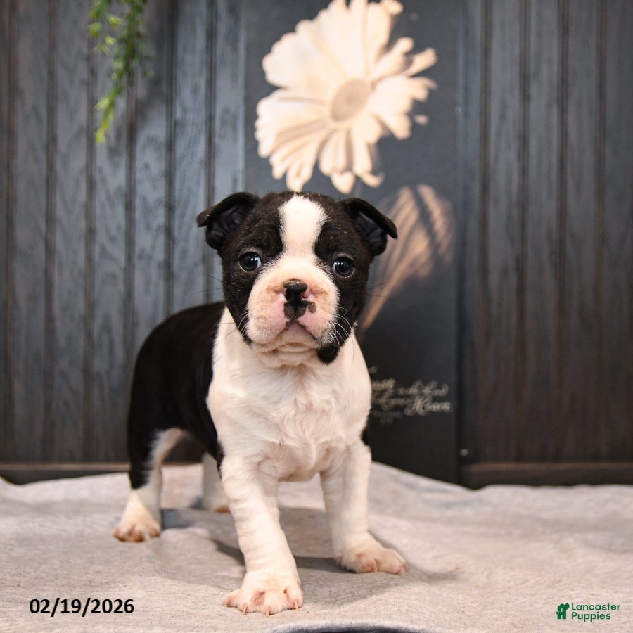 Boston Terrier dogs Pogo - Ad 1