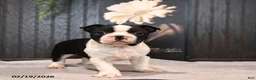 Boston Terrier dogs for sale: Pogo - Ad 1