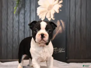 Boston Terrier dogs for sale: Pogo - Ad 4